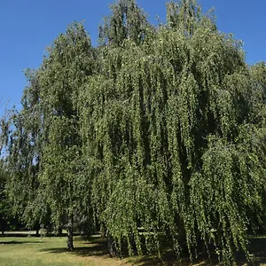 Al Salice Tranquillita Nel Verde Via Amendola 24 Busto Arsizio